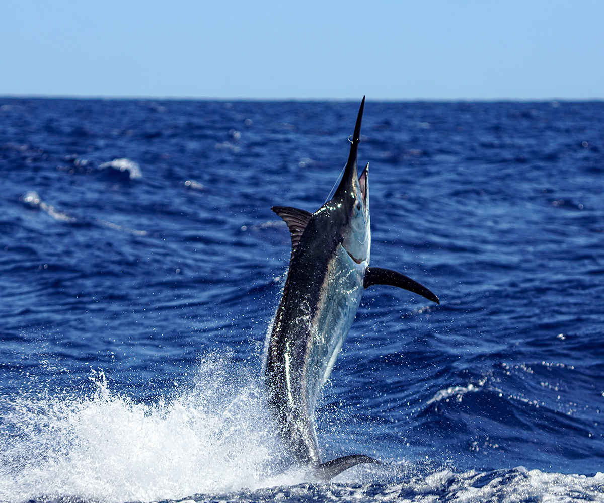 Great Barrier Reef Game Fishing